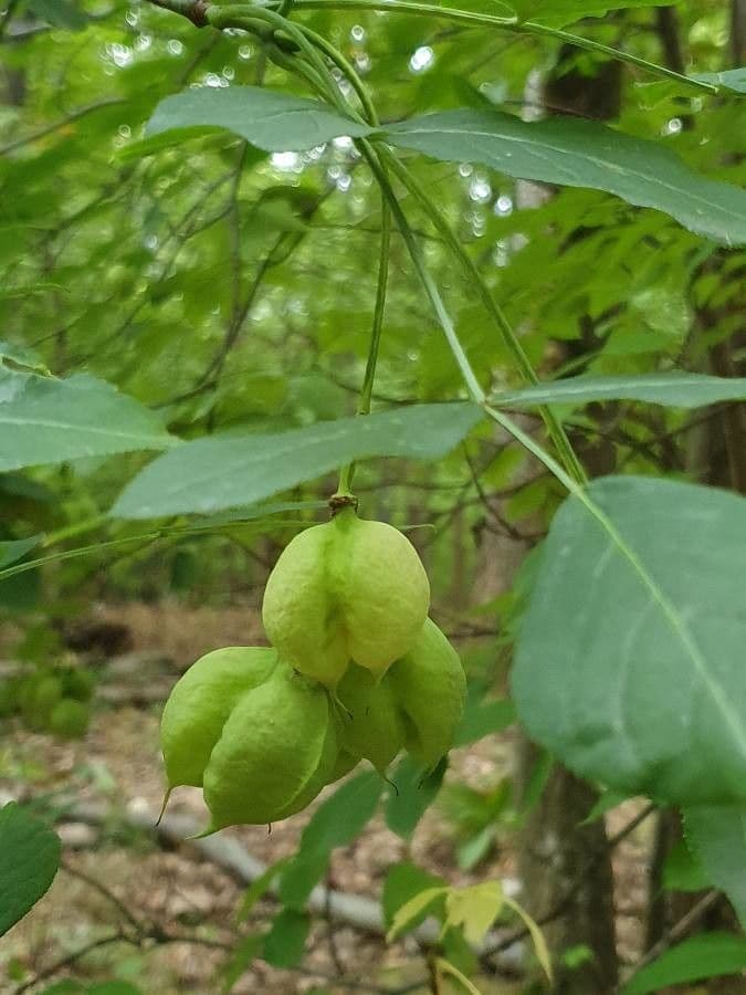 Staphylea pinnata 27