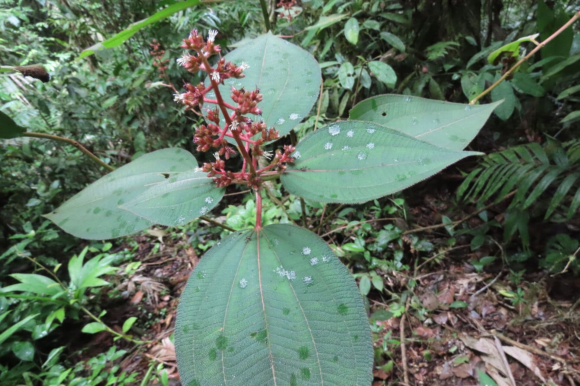 Miconia 10