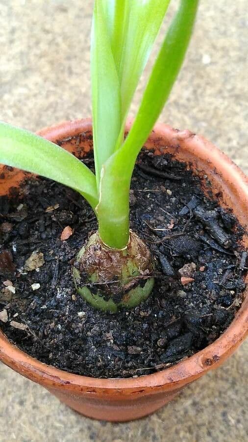 Albuca 21