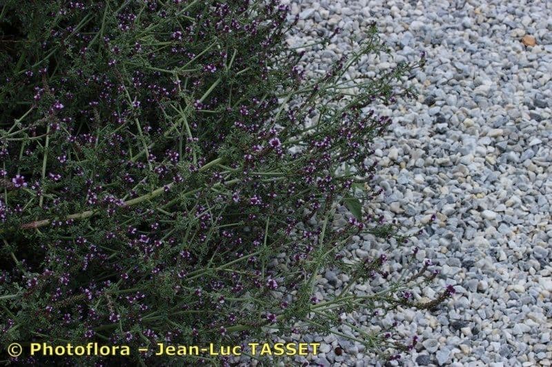 Verbena prostrata 6