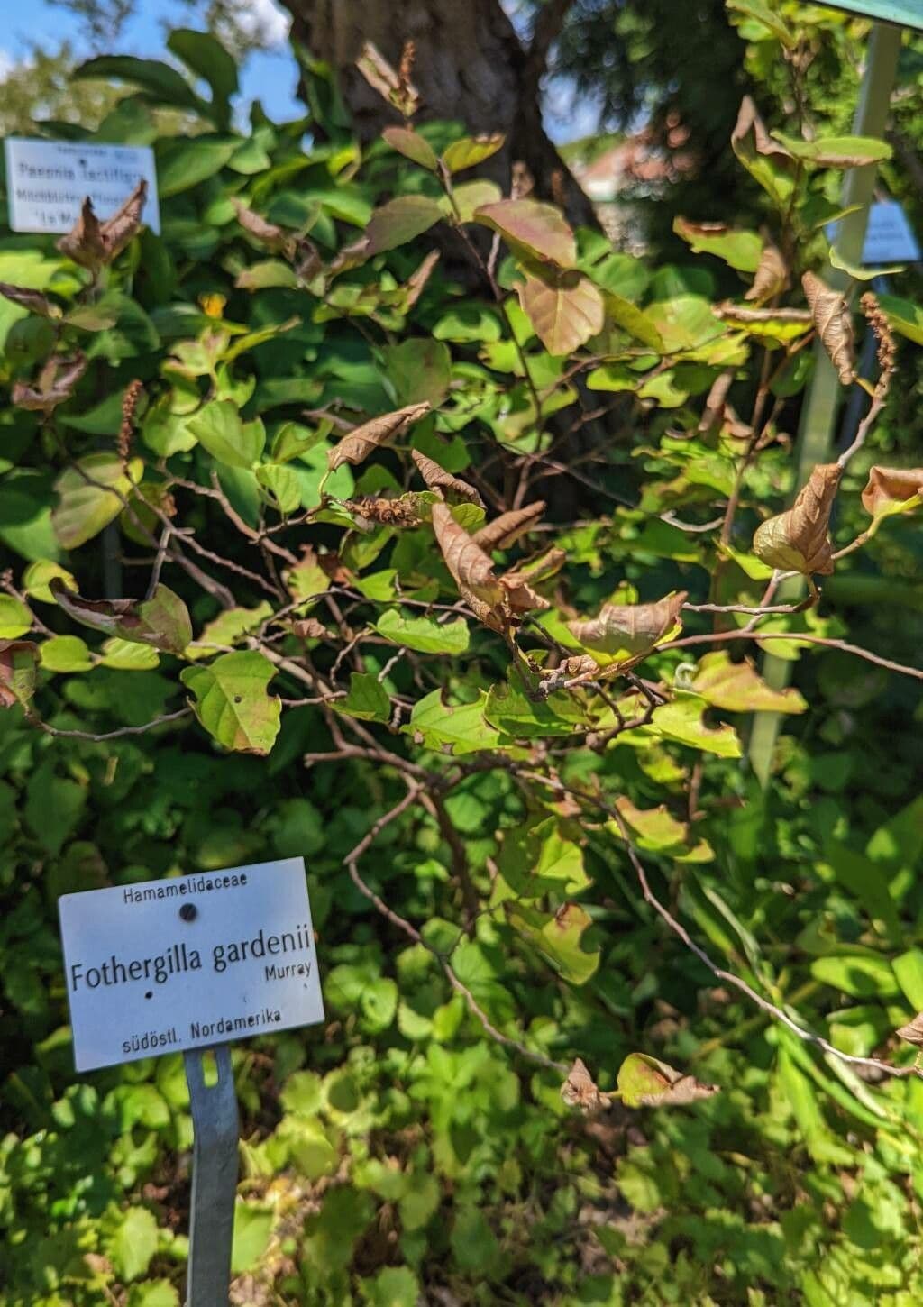 Fothergilla di Garden 15