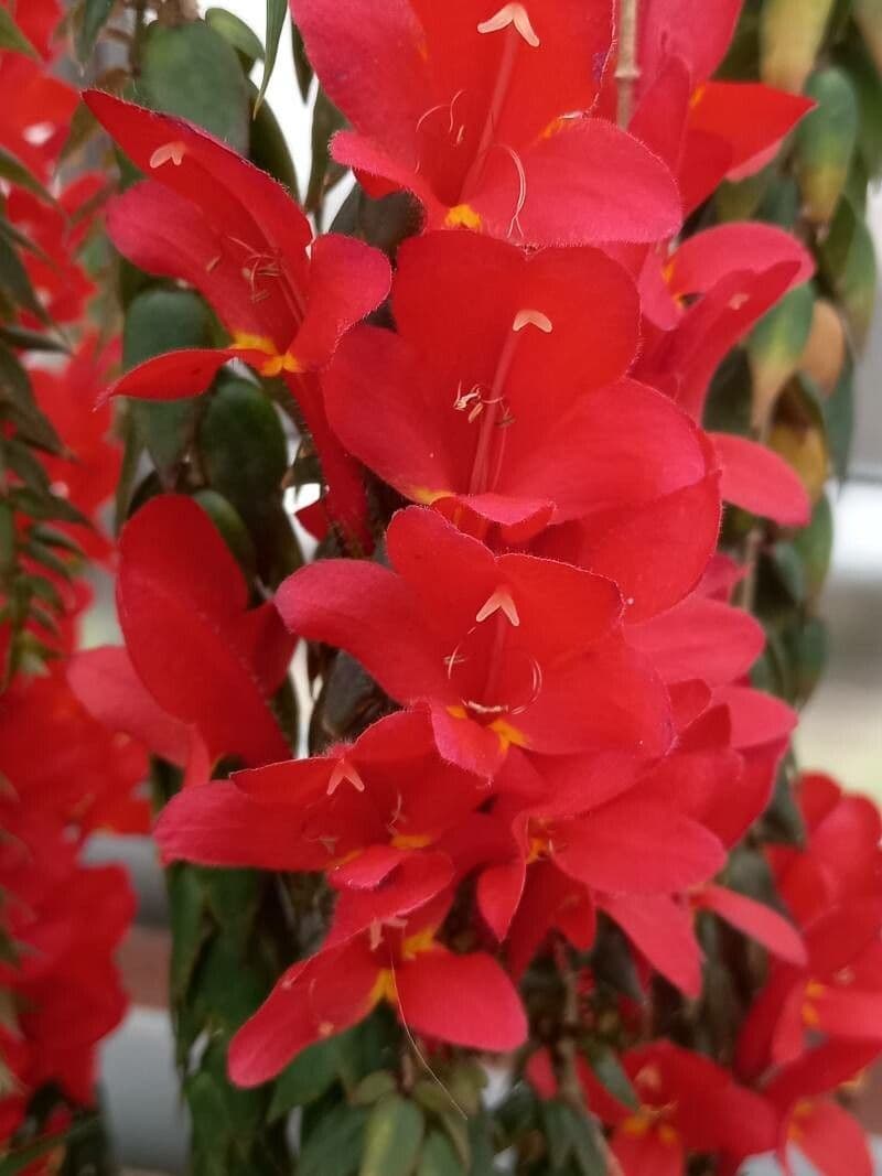 Columnea 2