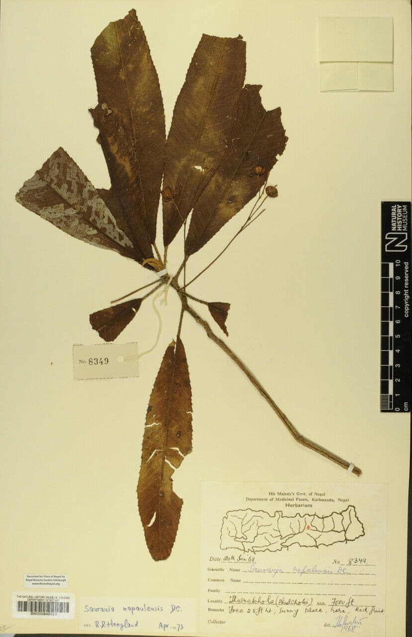 Saurauia 19