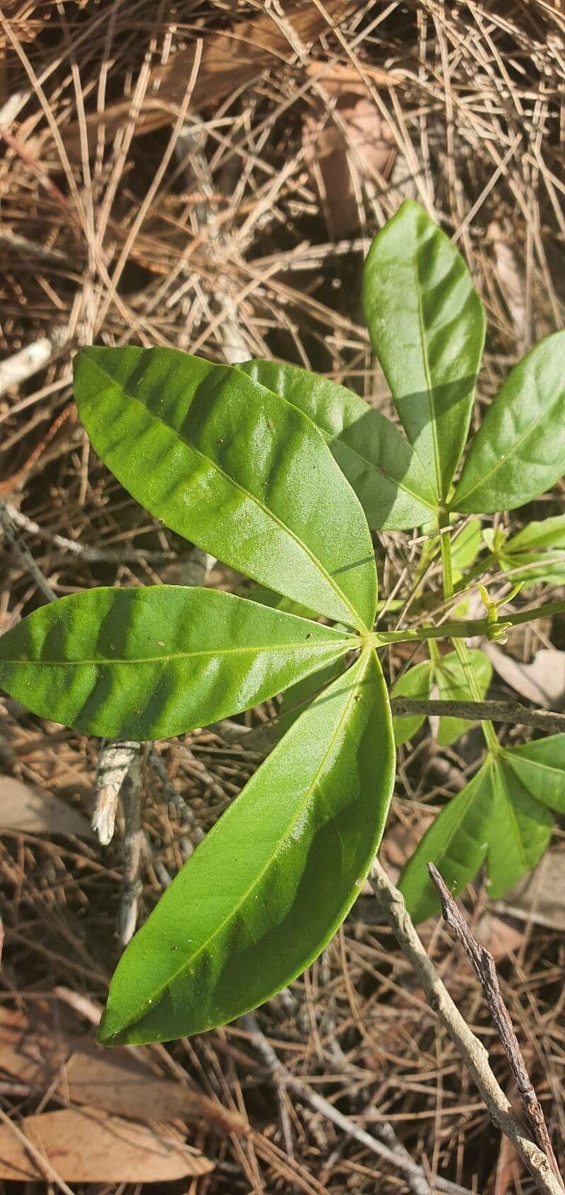 Melicope 3
