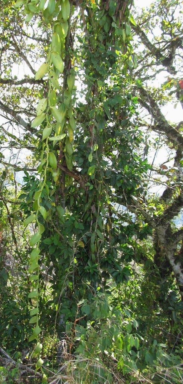Vaniglia pompona 7