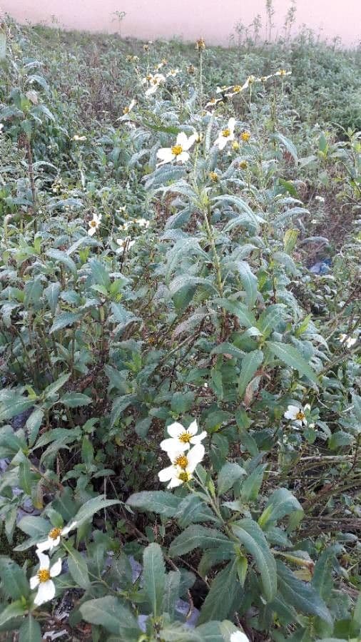 Bidens aurea 18