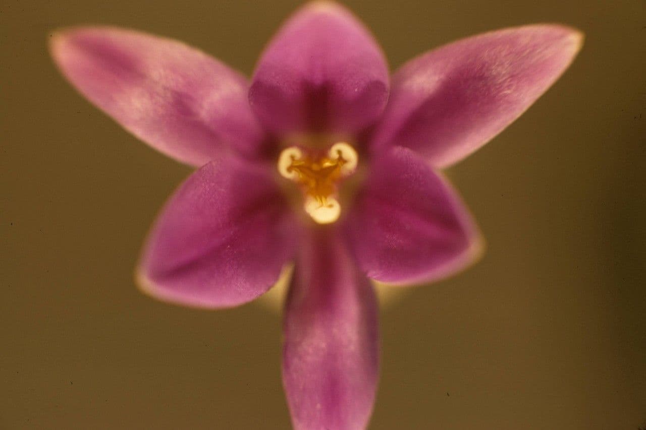 Brodiaea
