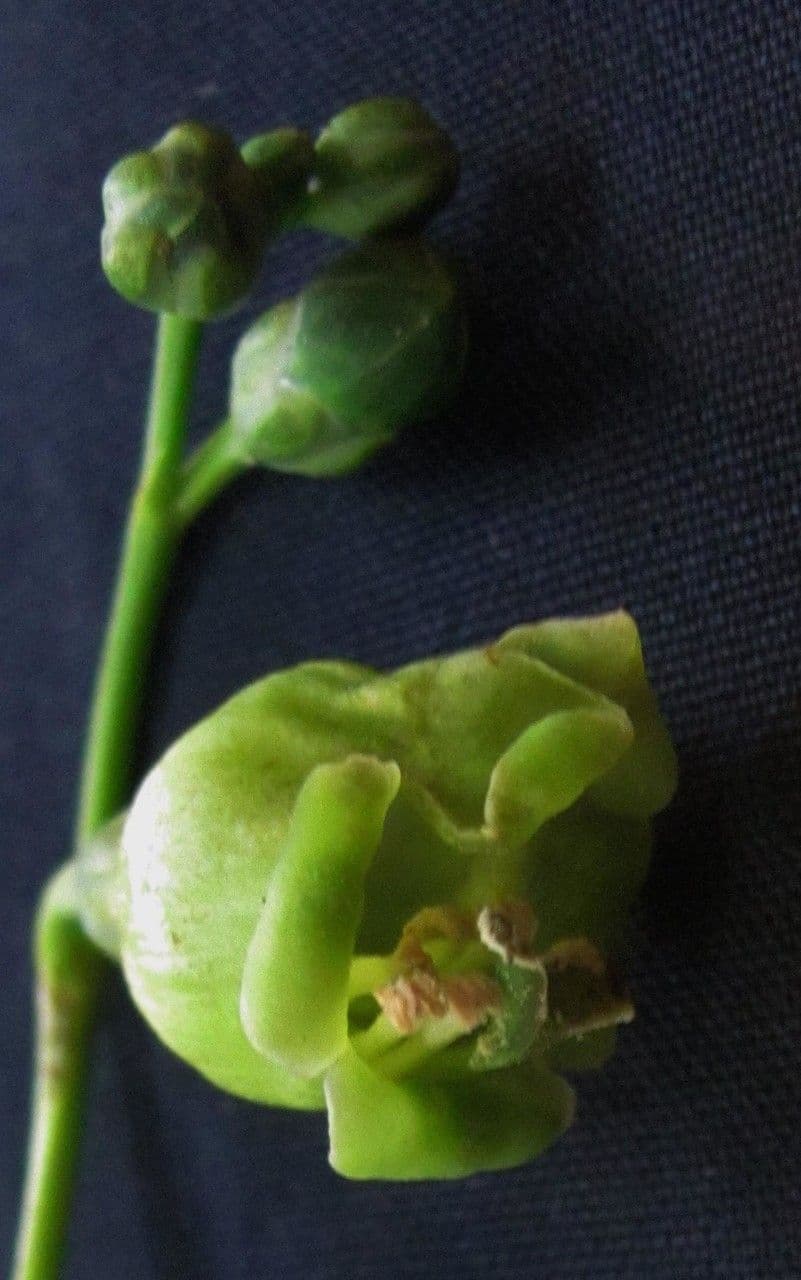Chelonanthus alatus