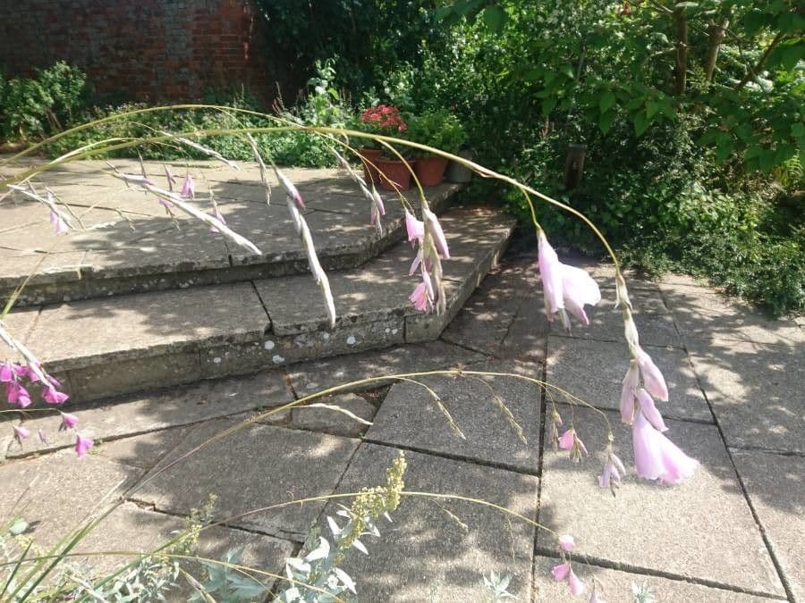 Dierama 6