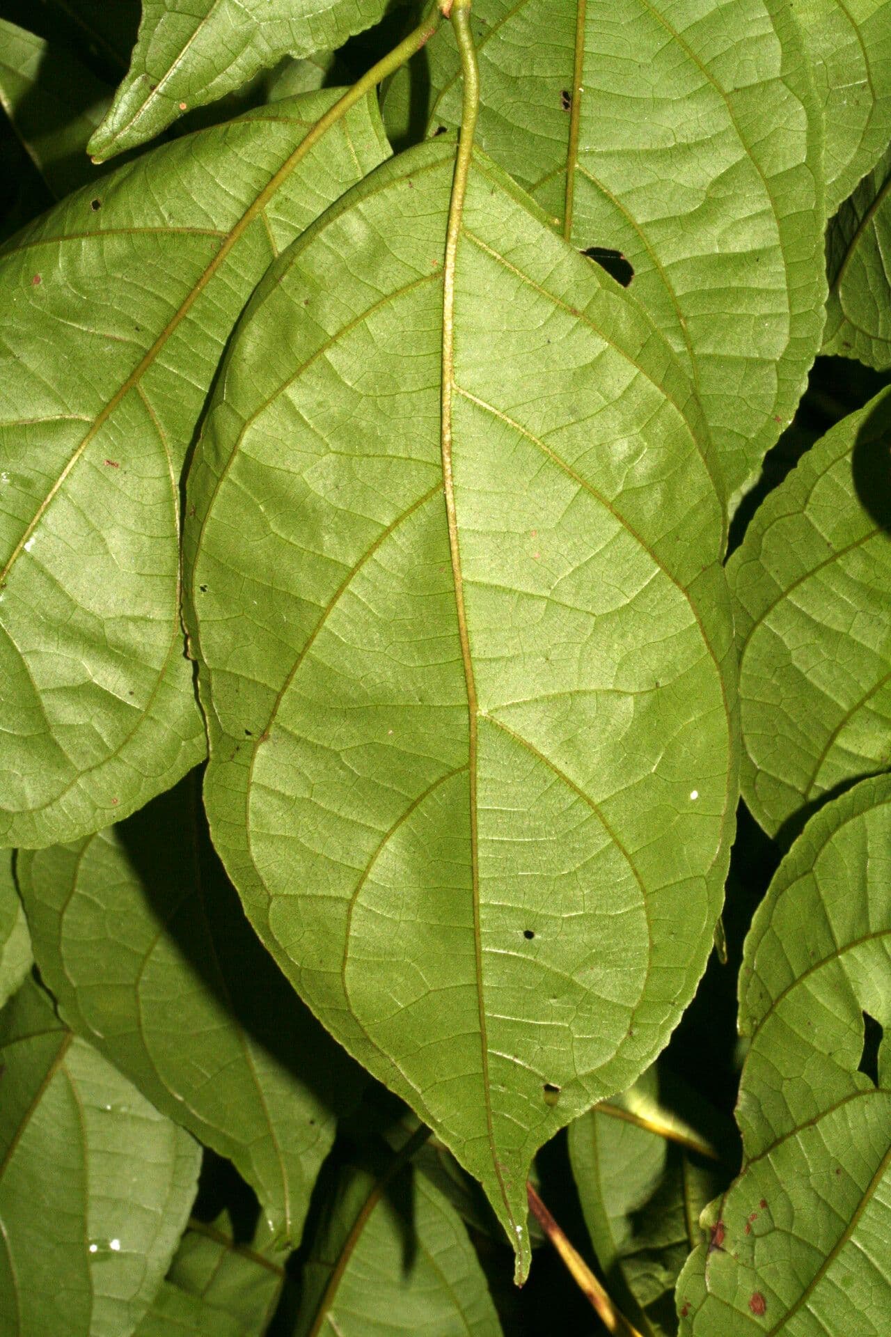 Campomanesia 5