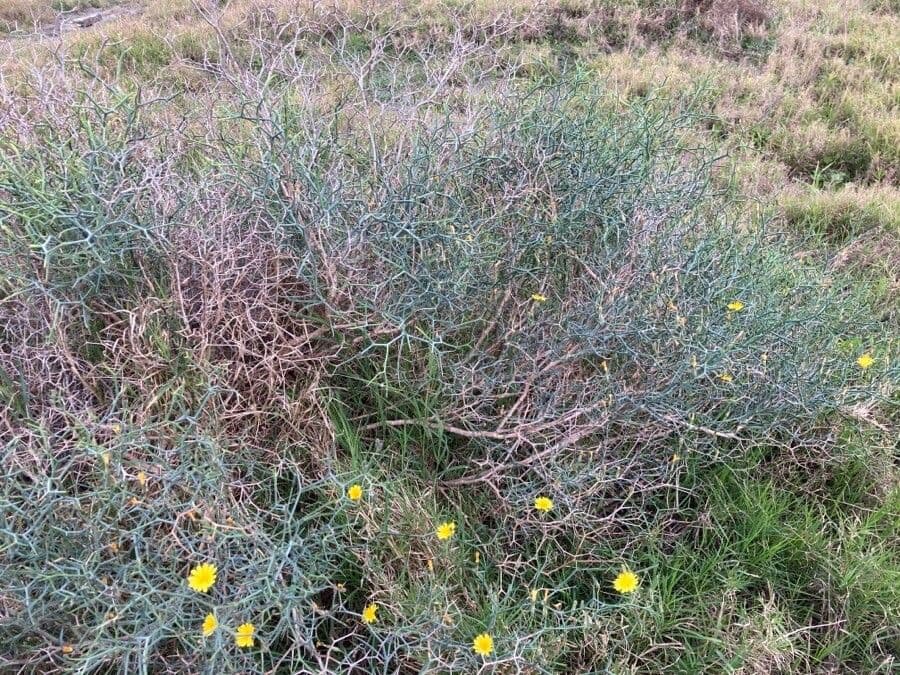 Launaea arborea 13