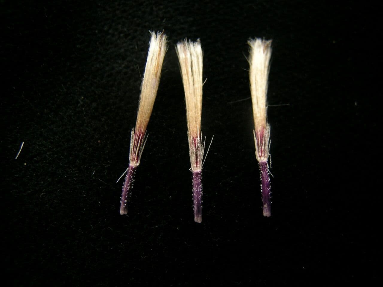 Saussurea 13