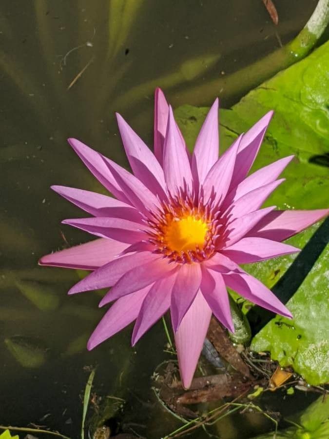 Breitblättrige Seerose 5