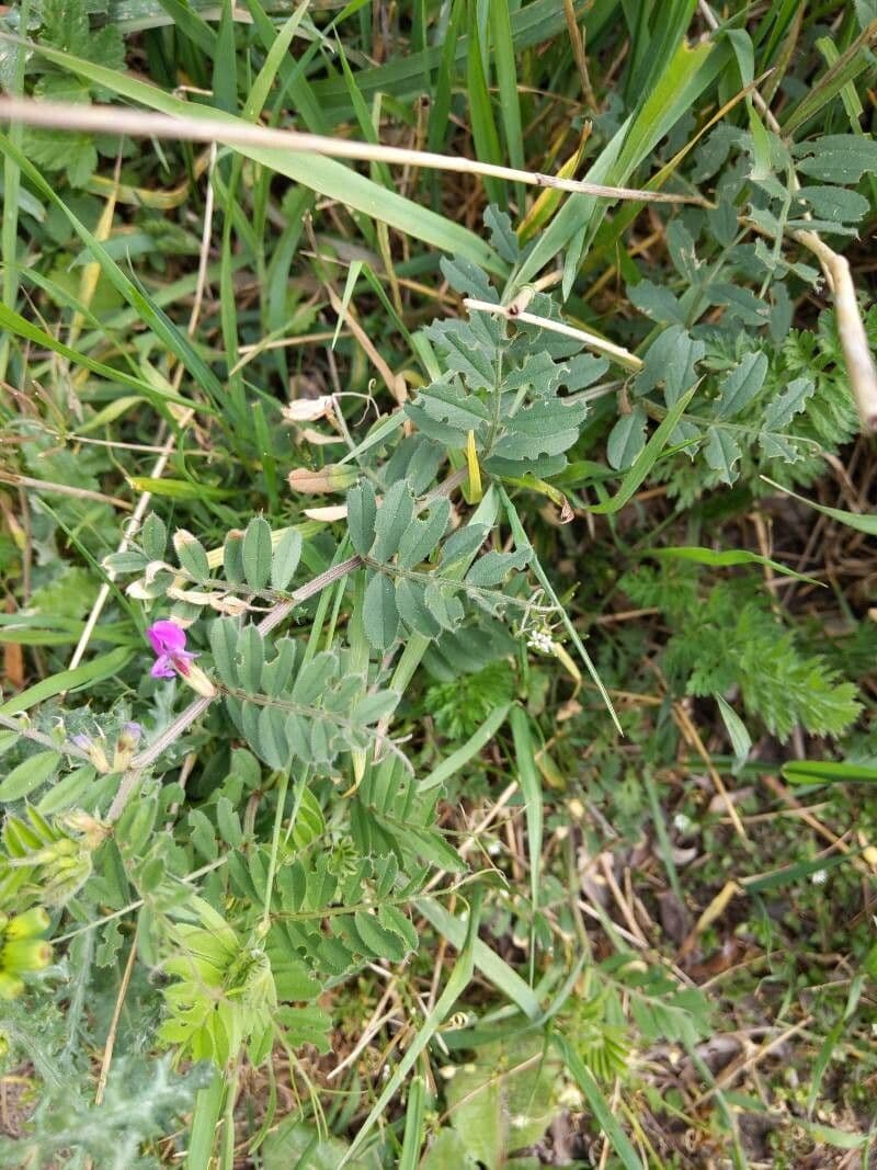 Vesce commune 13