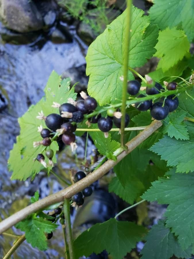Ribes nero americano 2