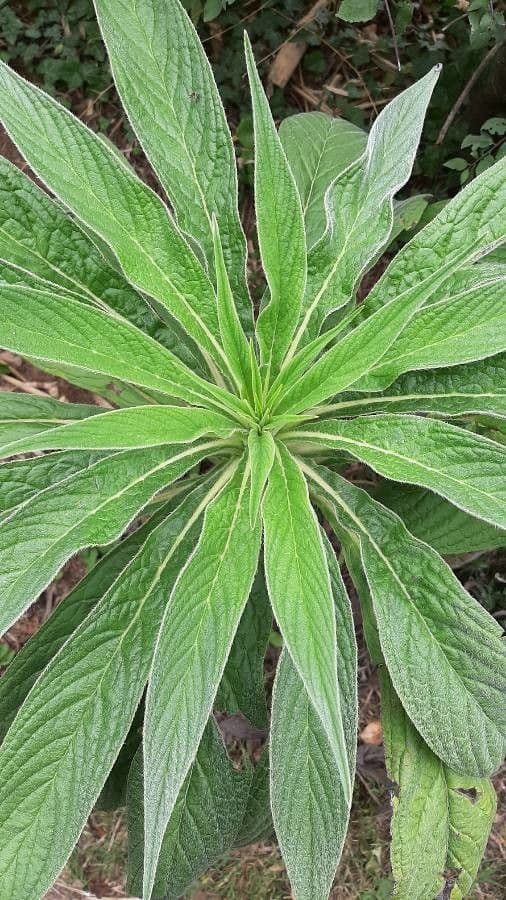 Echium pininana 11