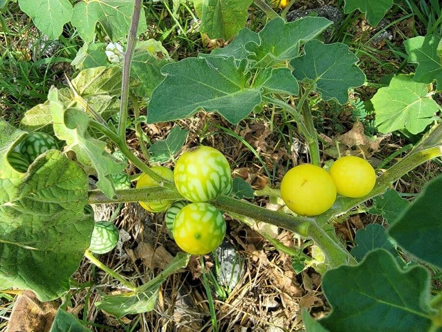 Solanum 2