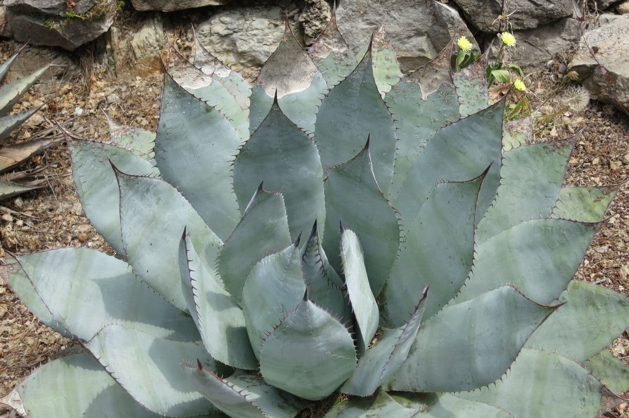 Agave 3