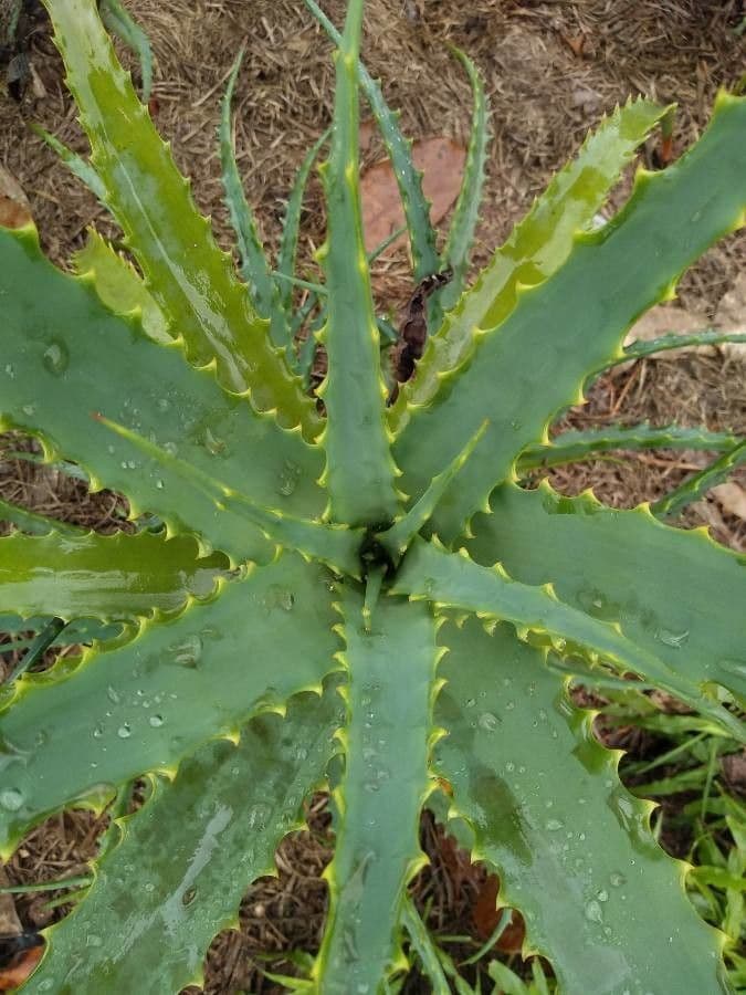 Baum-Aloe 20