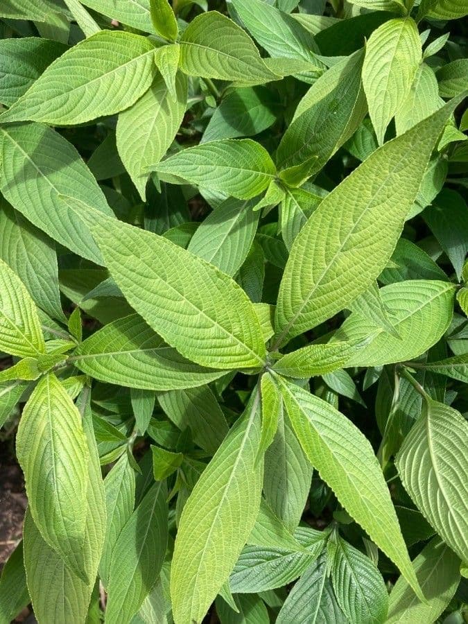 Eranthemum 8