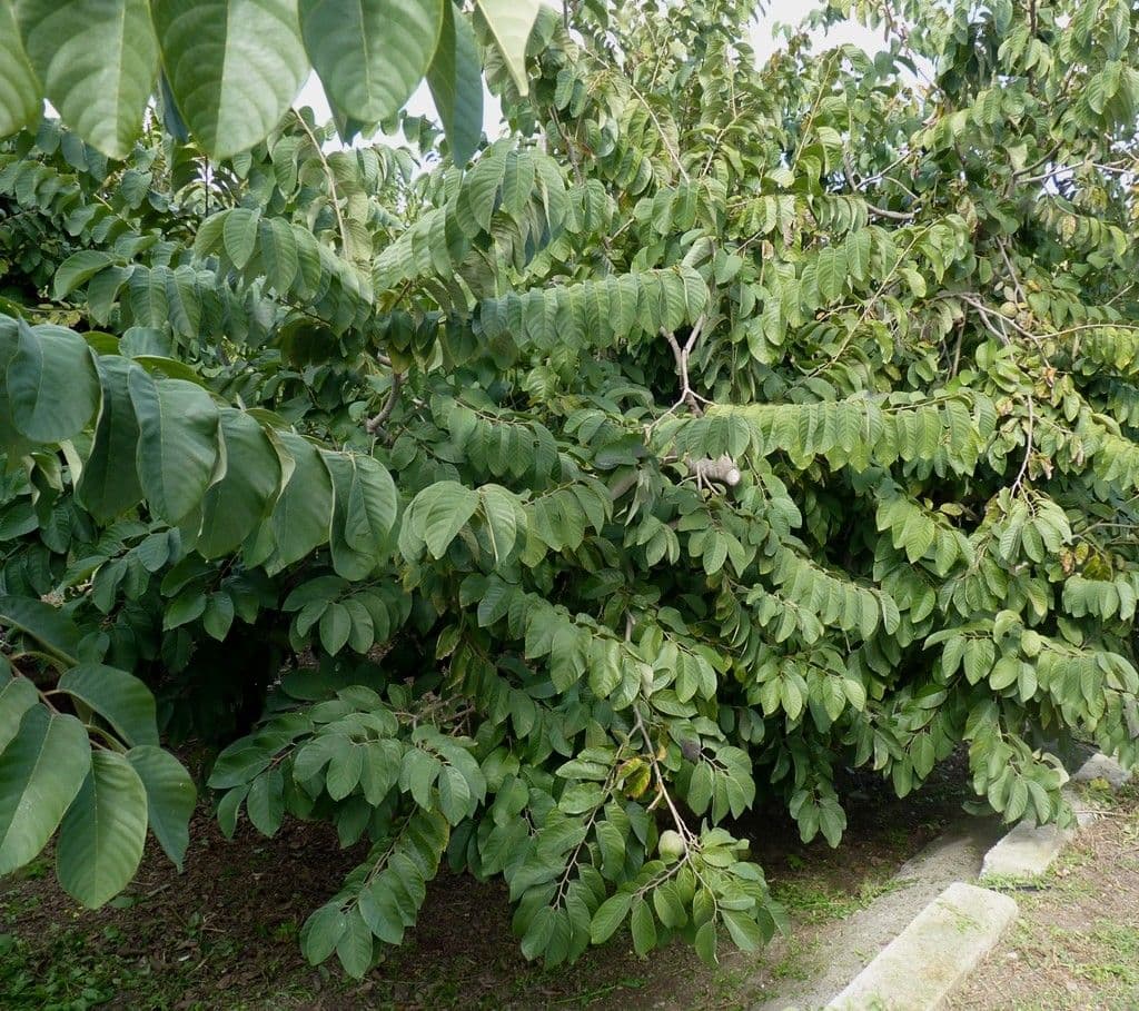 Chérimole 15