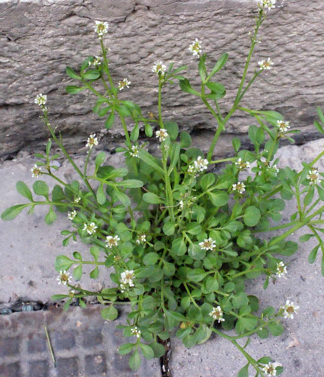 Cardamine flexueuse 12