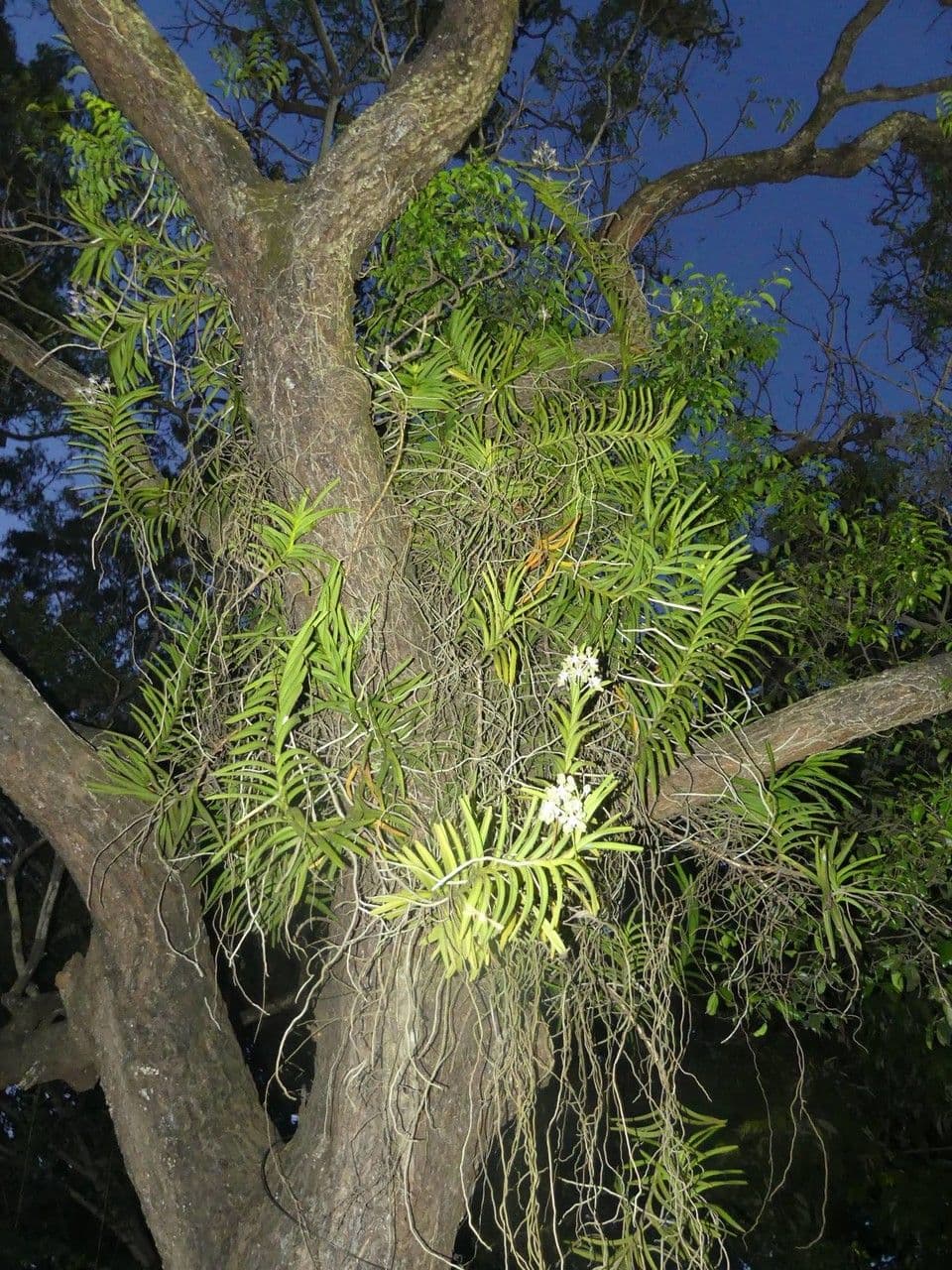 Vanda 7