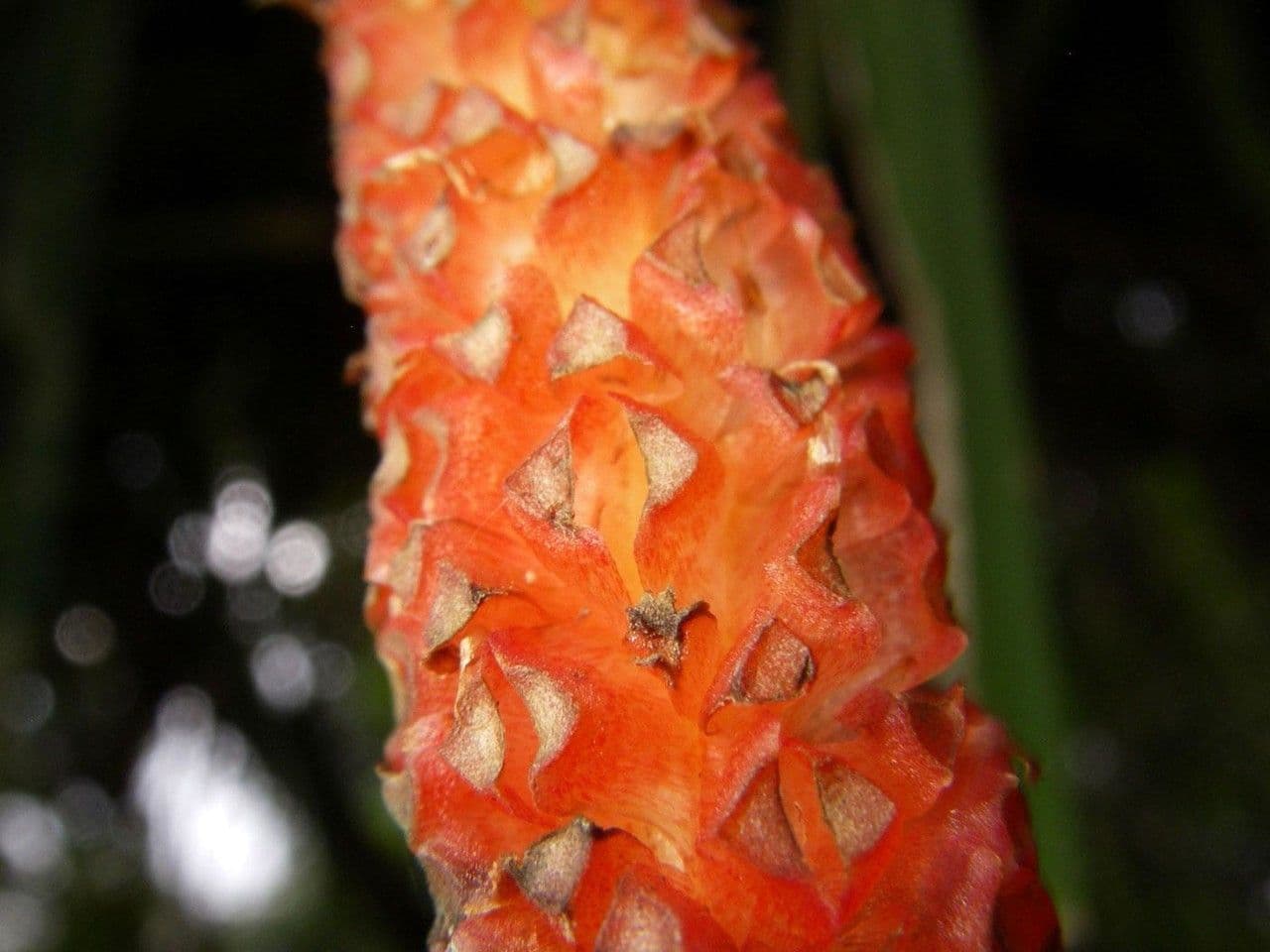 Antúria Friedrichsthalova 2