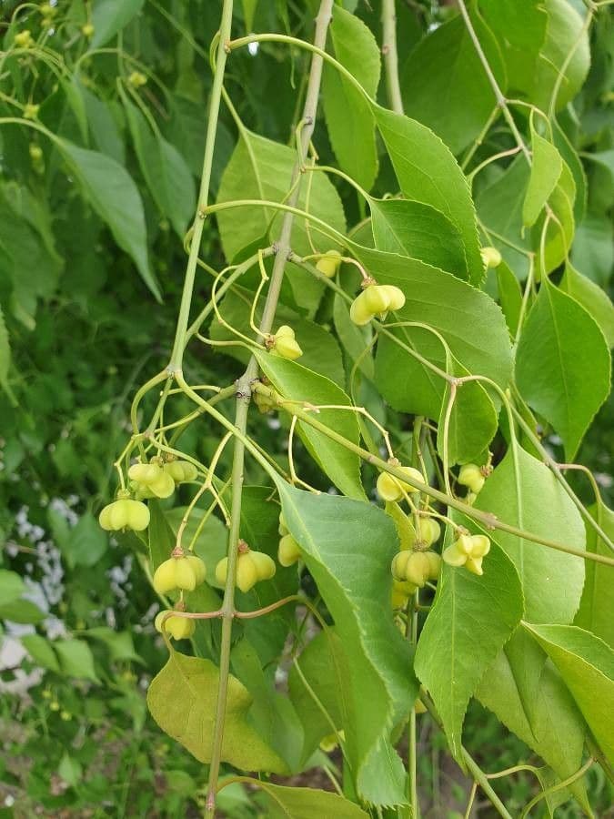 Euonymus maackii 12