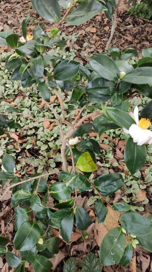 Camelia dello Yunnan 5