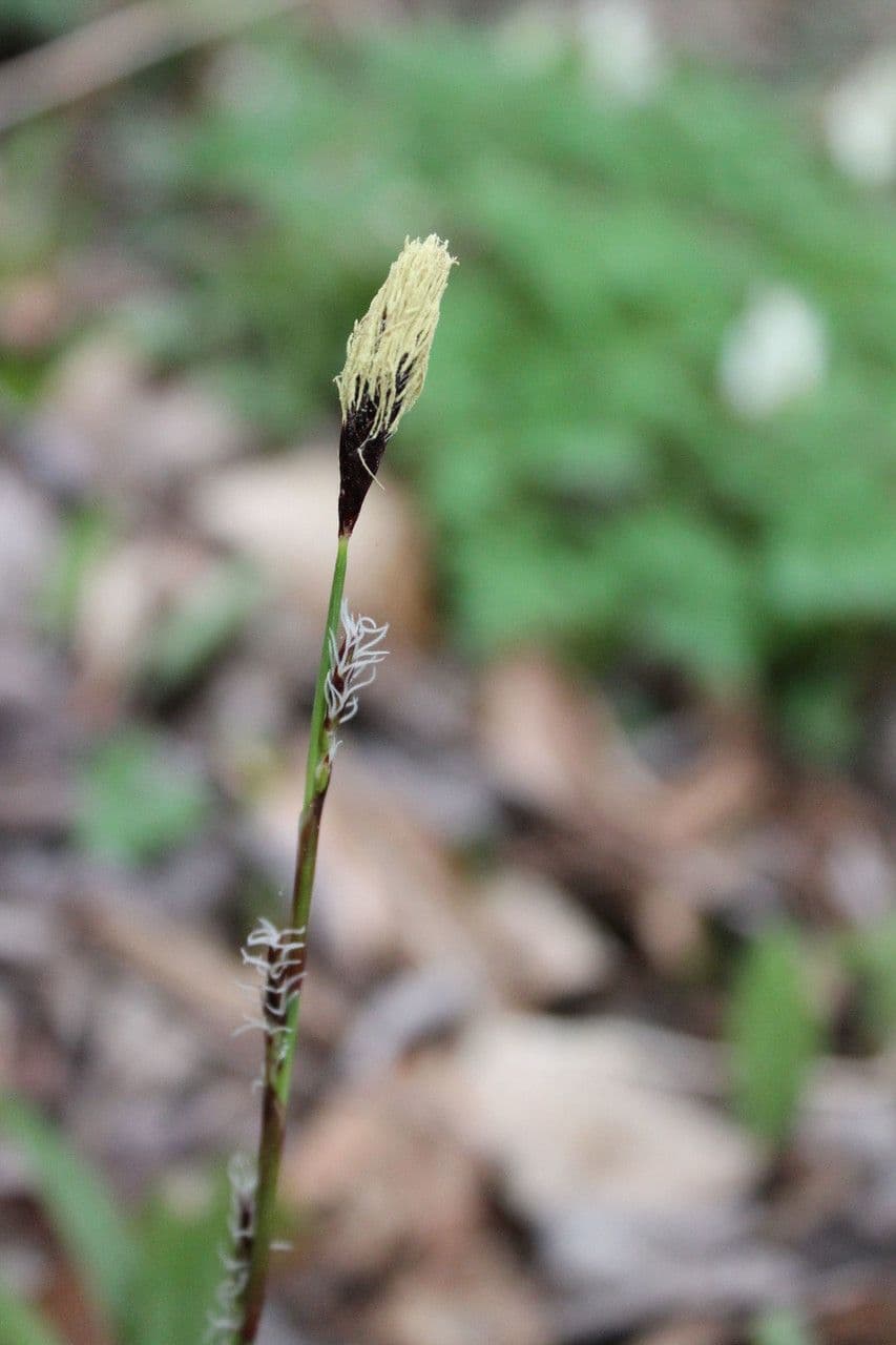 Plantainleaf sedge 2