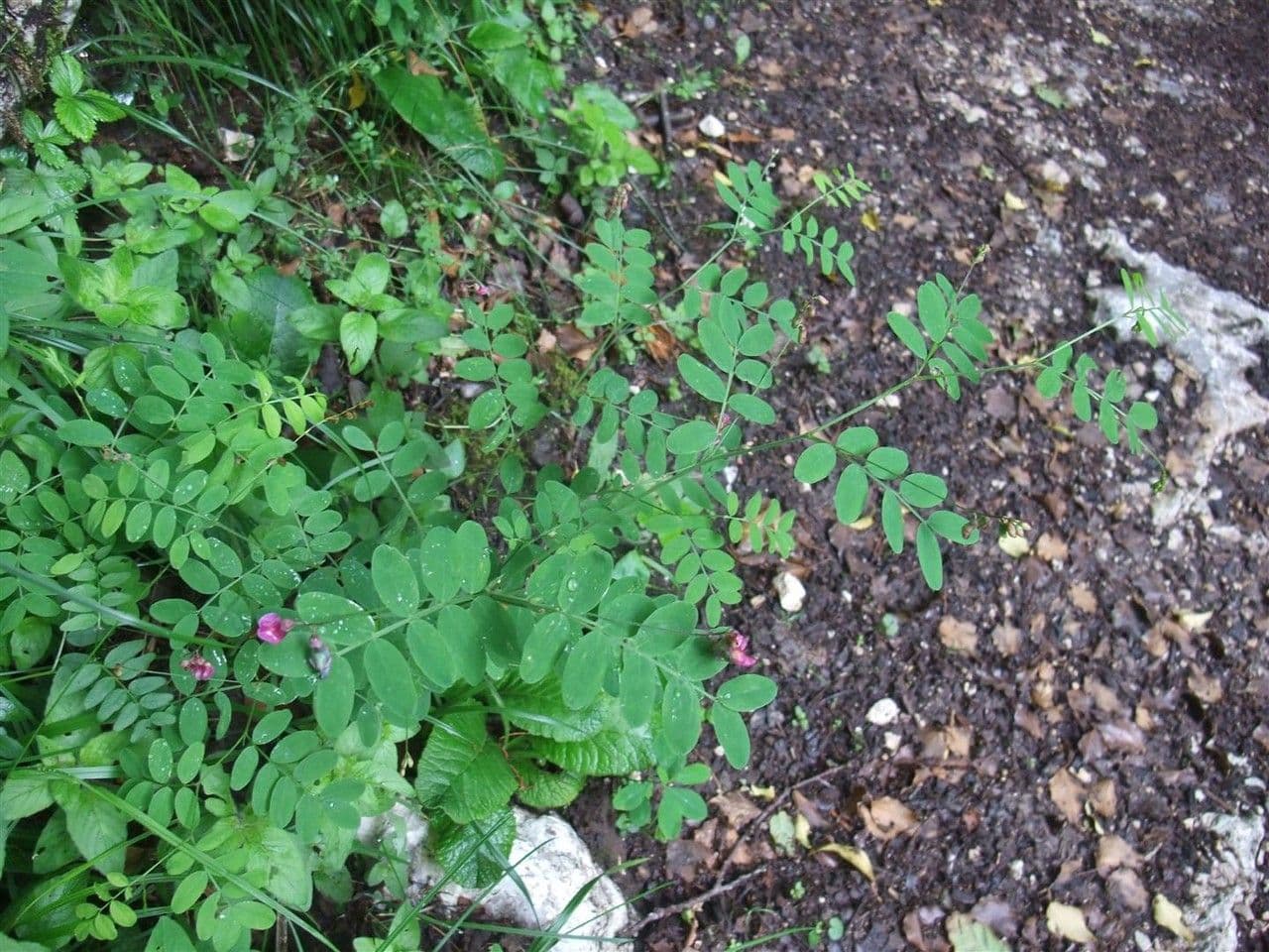 Cicerchia nera 15