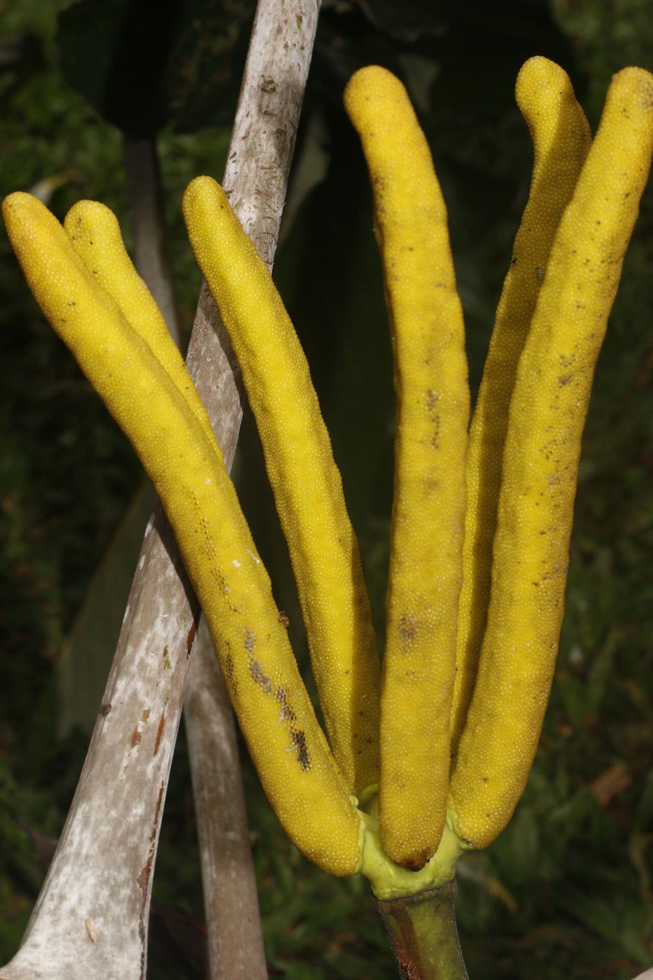 Albero di guarumo 18