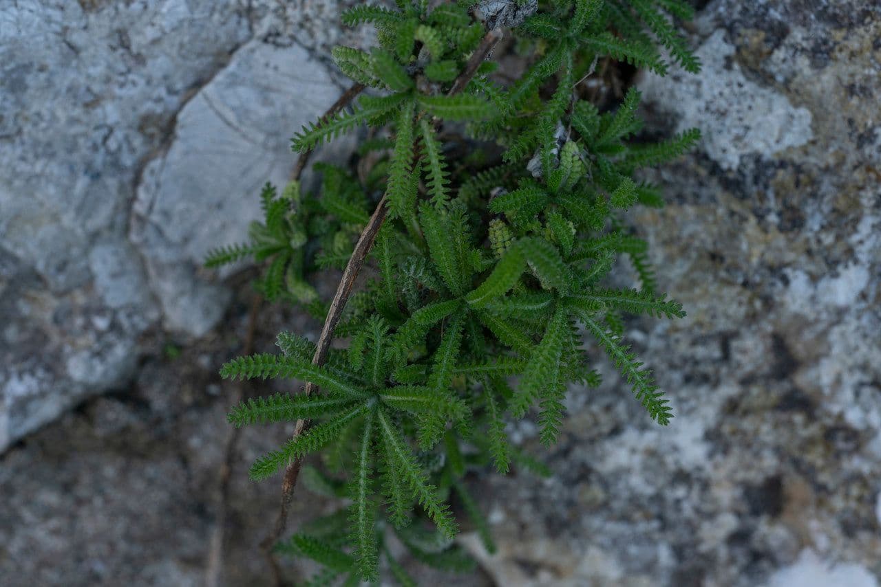 Achillea di Creta 10