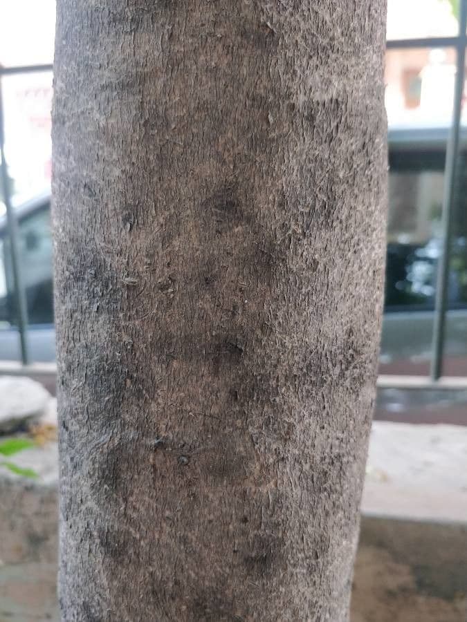 G       25