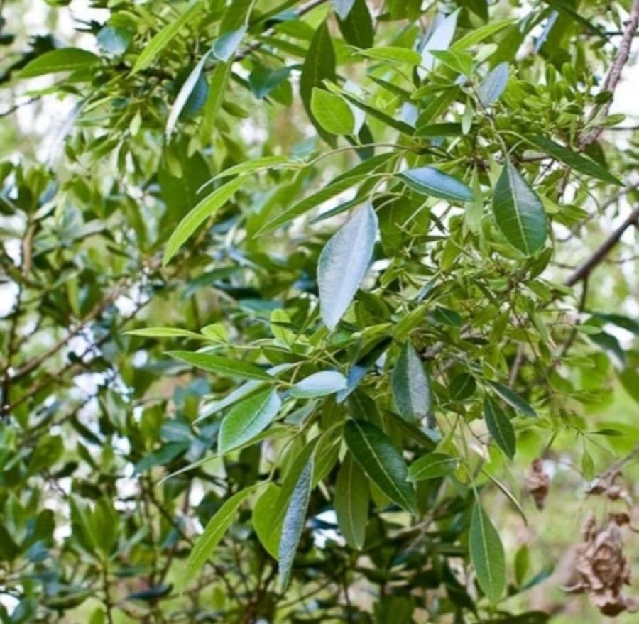 Karolinische Esche 4