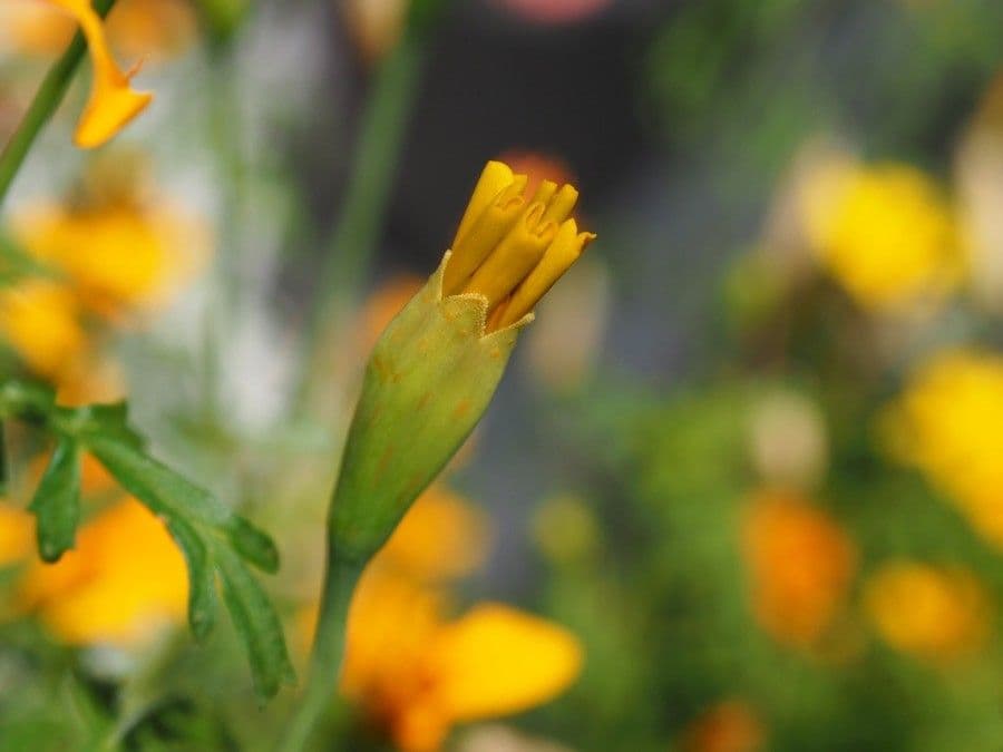 Schmalblättrige Studentenblume 5