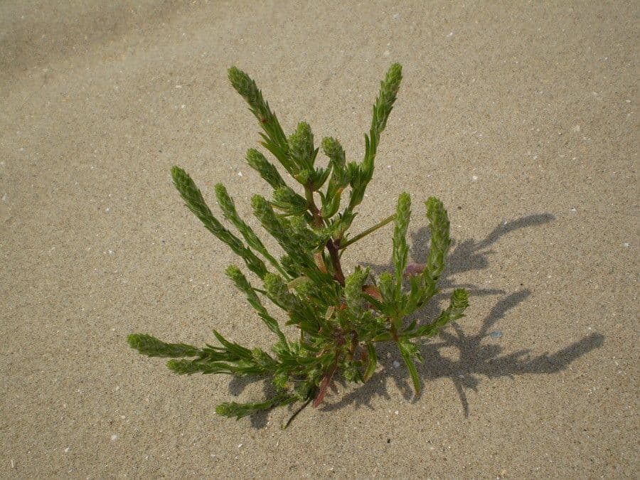Corispermum di Pallas 8