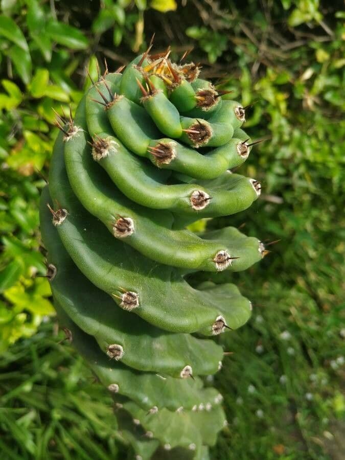 Cactus 19
