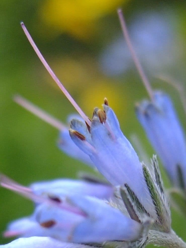 Moltkia 4