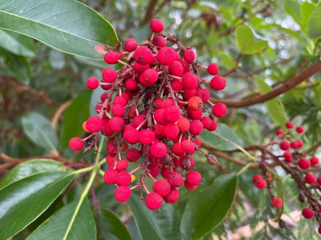 Arbutus menziesii 5