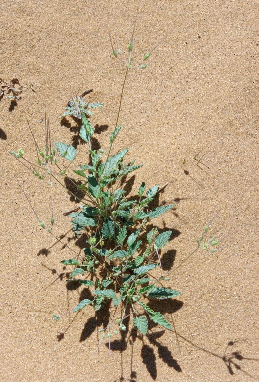 Monsonia 10