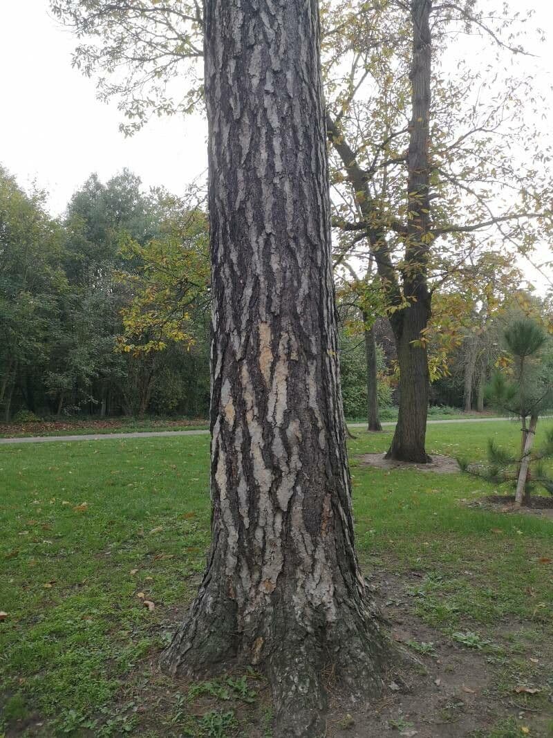 Borovice Banksova 24