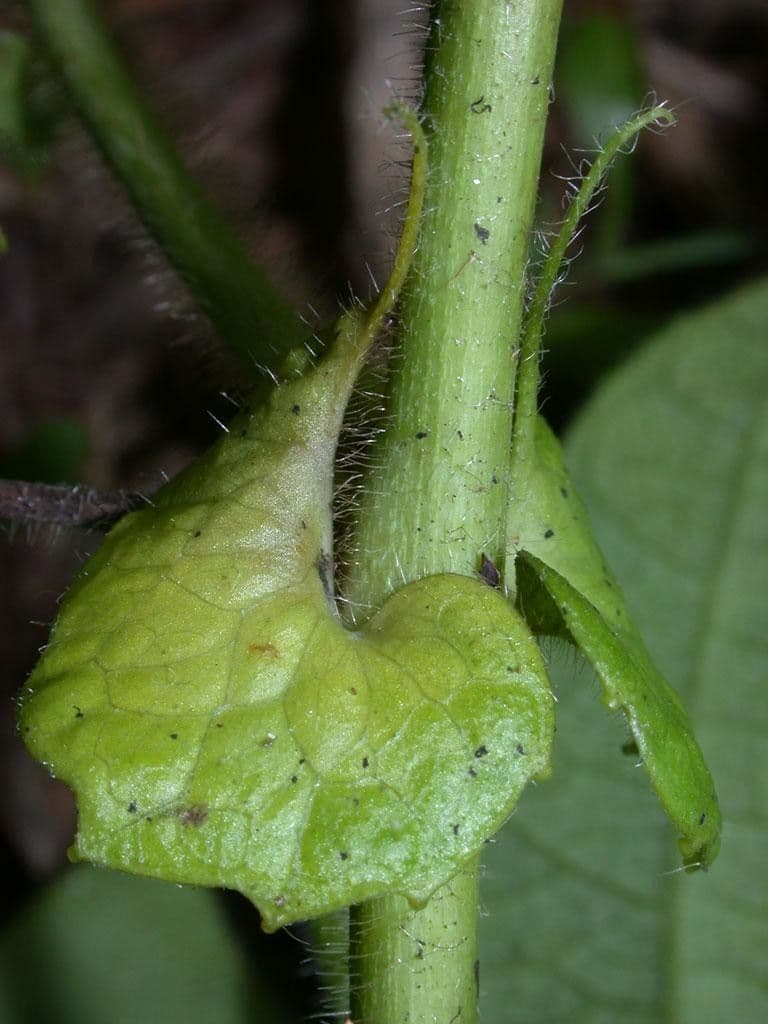 Passiflora 18