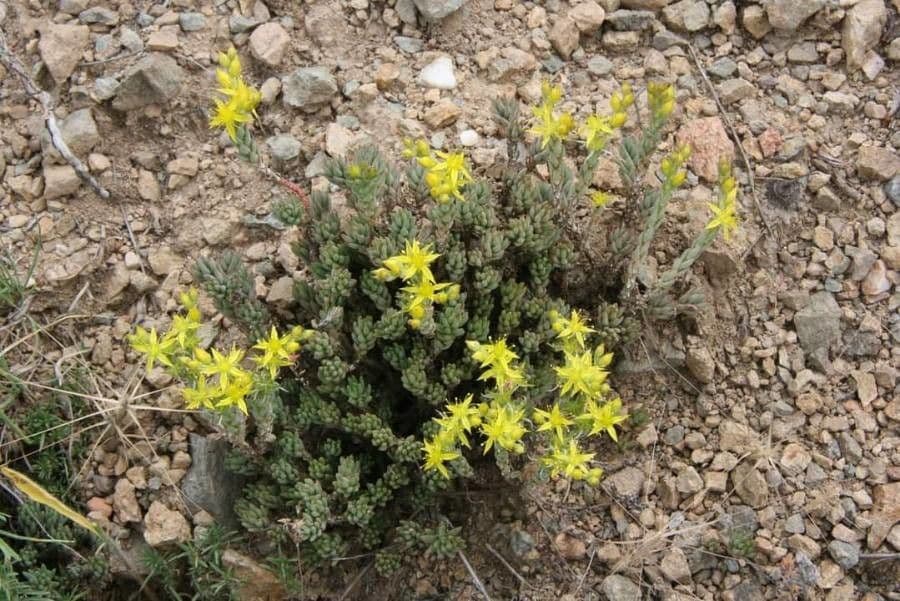 Sedum di Urville 6