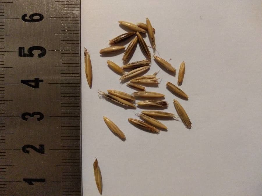Avena strigosa 21