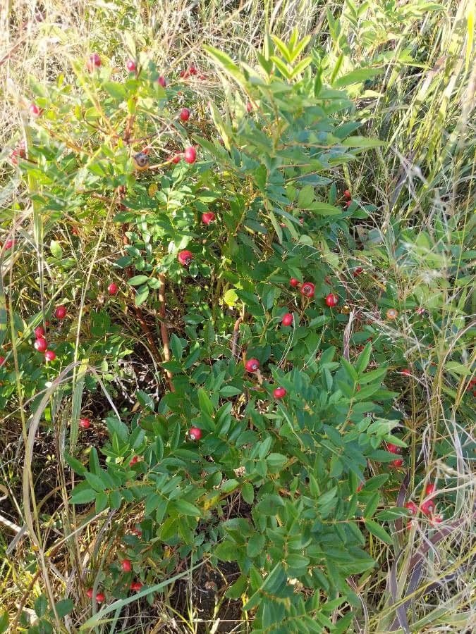 Swamp rose 8