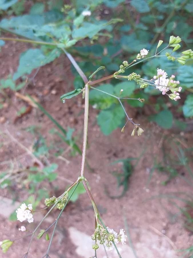 Boerhavia erecta 14