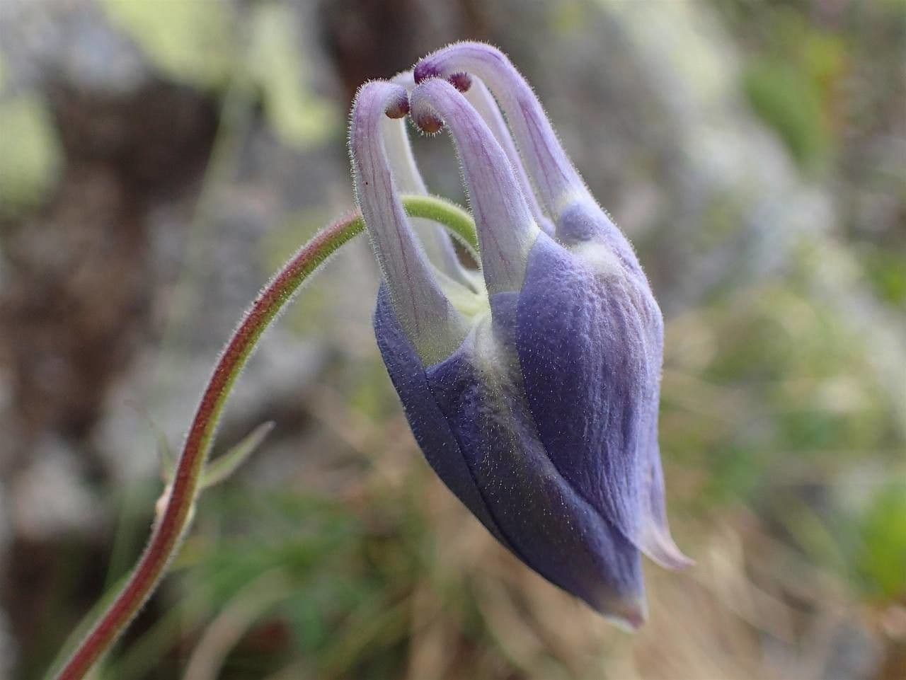 Alpine columbine 5