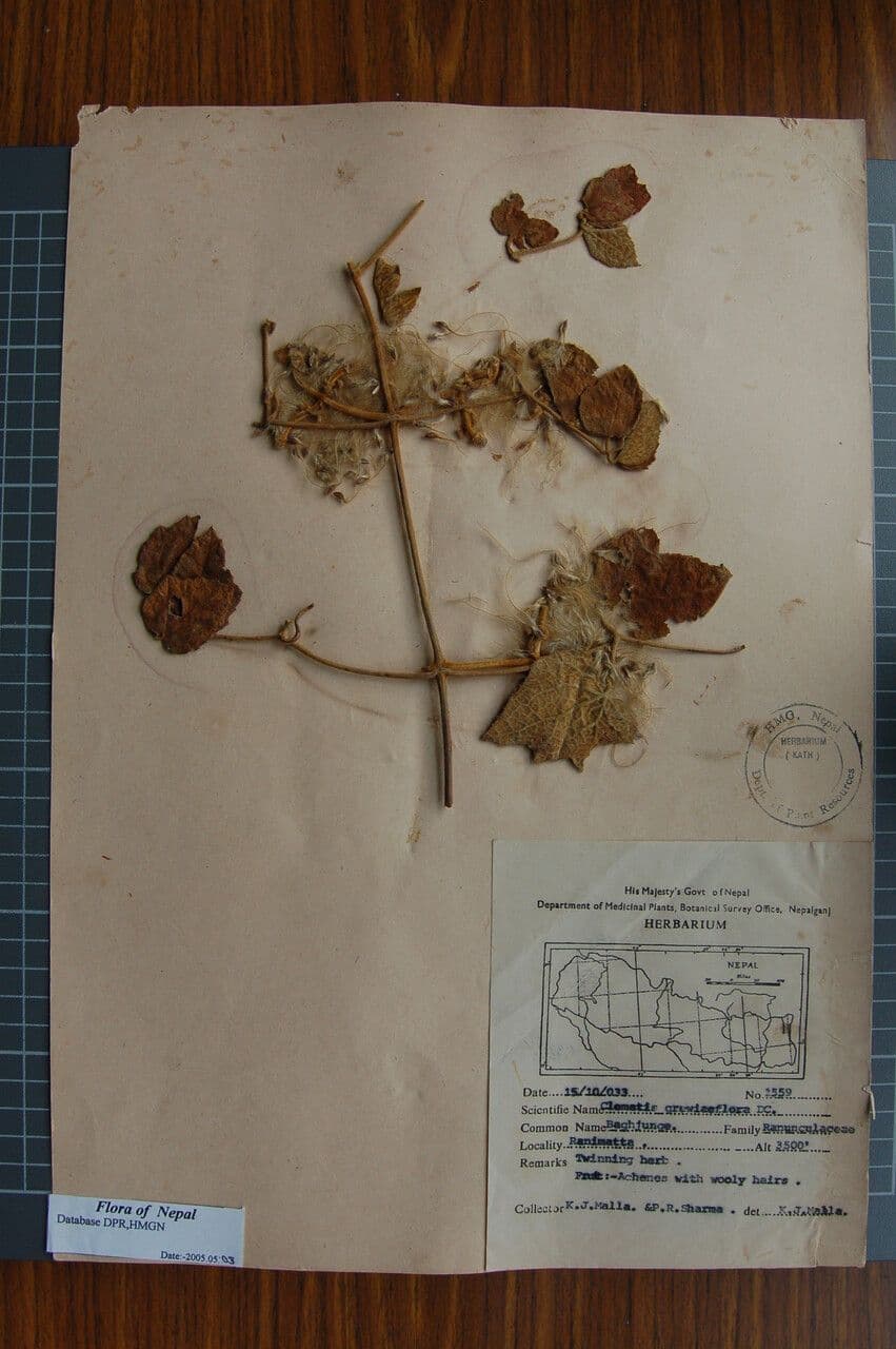 Clematis